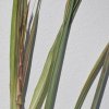 Cymbopogon citratus